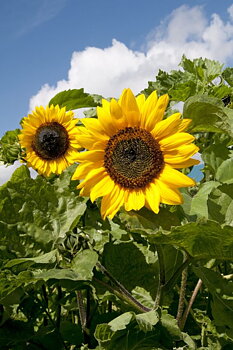 Solros "Sunshine"