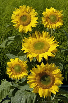 Solros "Summer breeze" F1