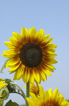 Solros "Solar power" F1