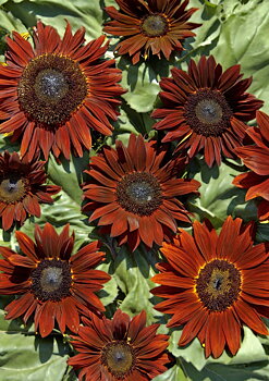 Solros "Ruby" F1