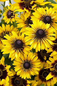 Rudbeckia hirta "Sputnik"