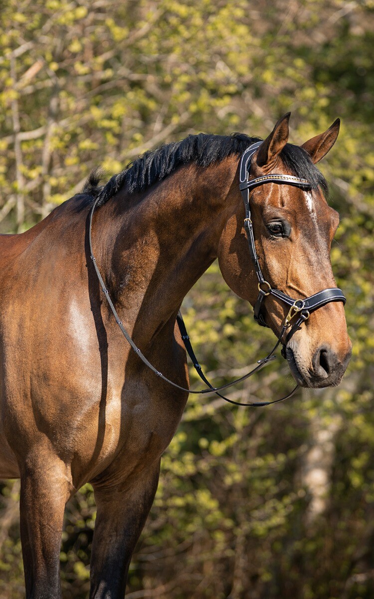Sidepull / Bitless Bridle QHP Sensitive, anatomiskt, inkl. tyglar, brun - 11