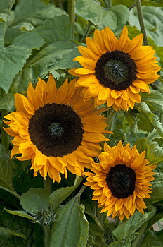 Solros "Copper Queen" F1