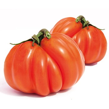 Canestrino