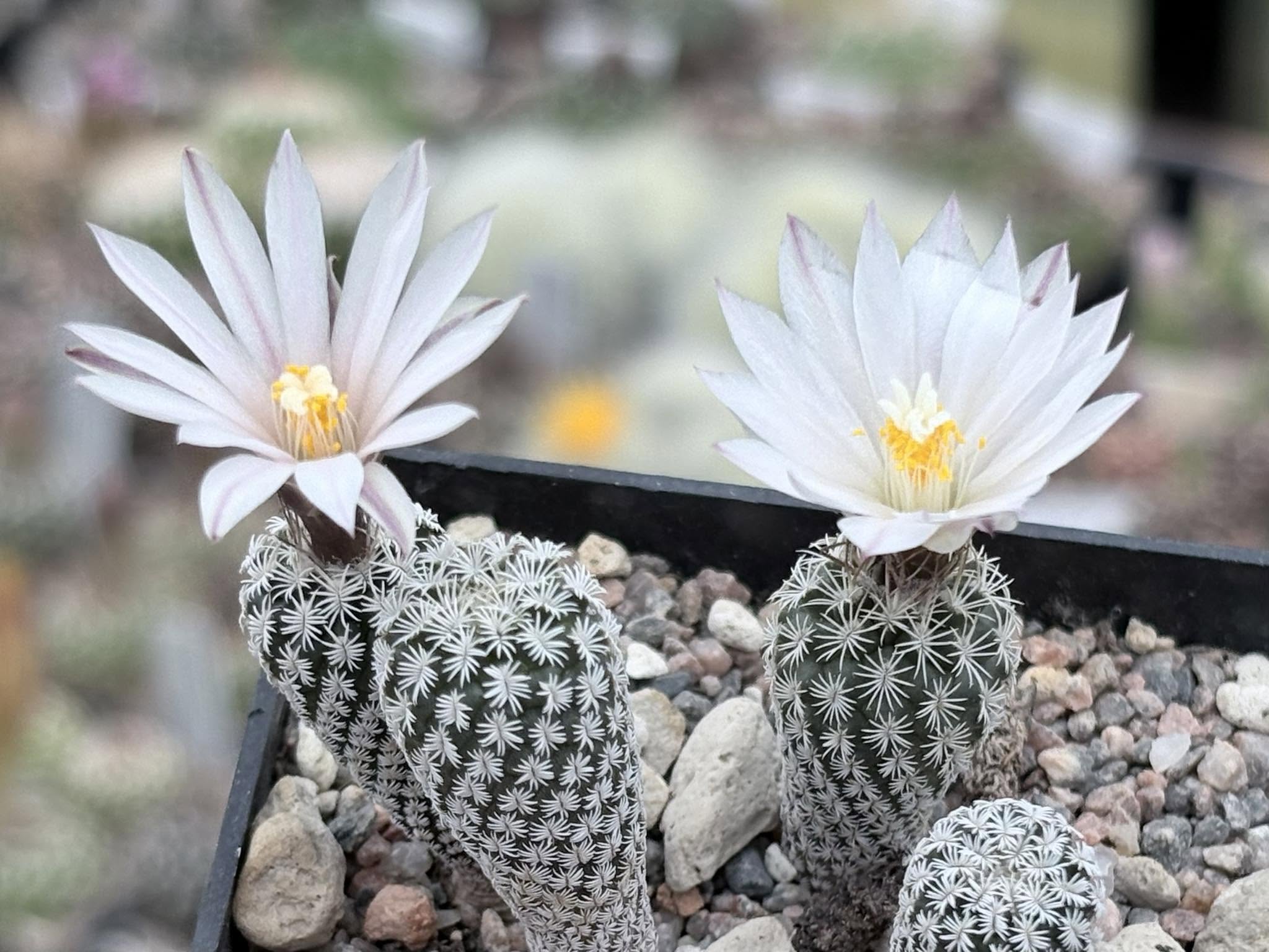 Turbinicarpus heliae (Actopan, Hgo)