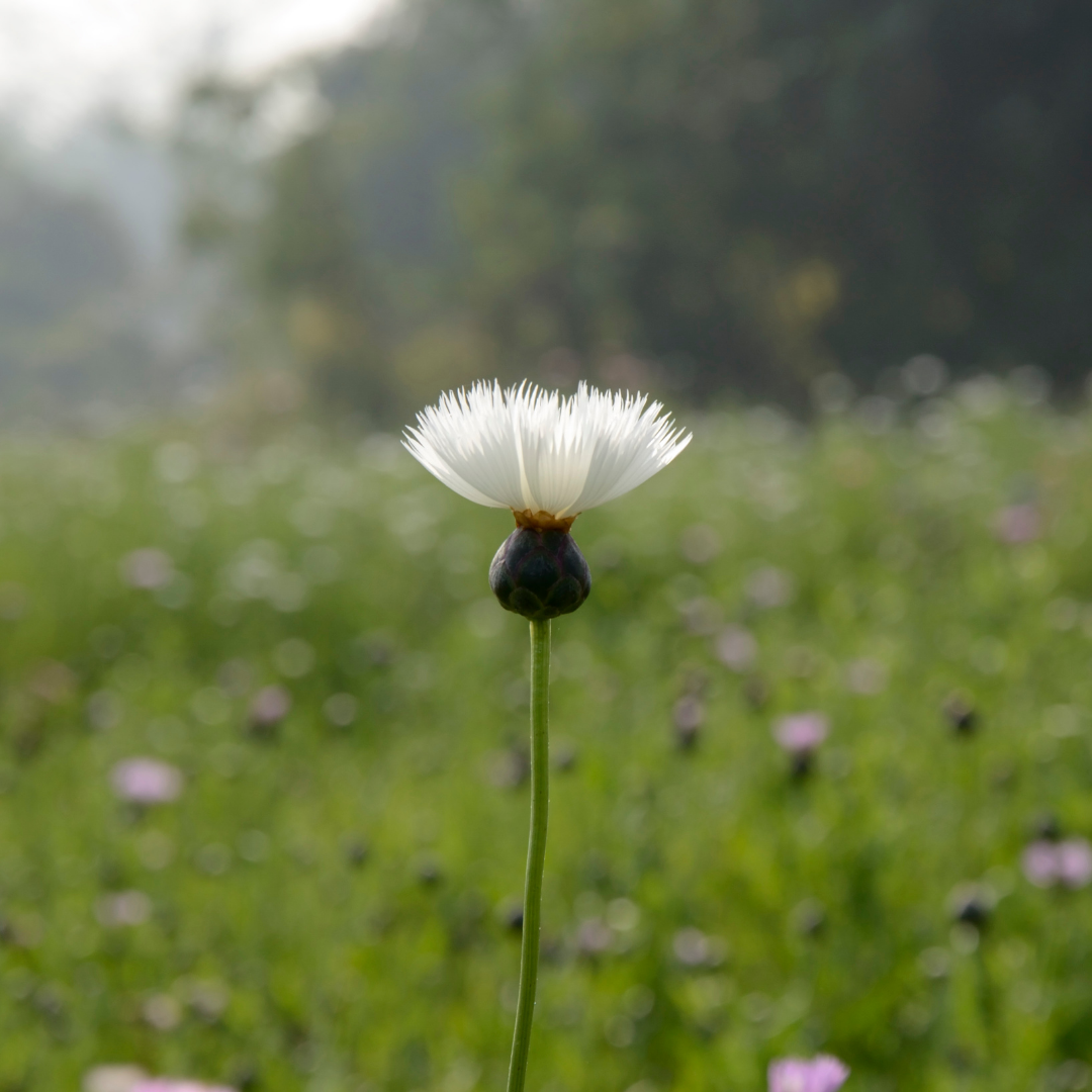 Doftklint - The Bride