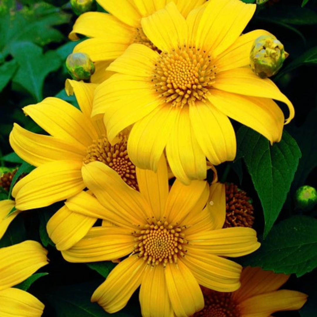 Inkakrage - Yellow Torch