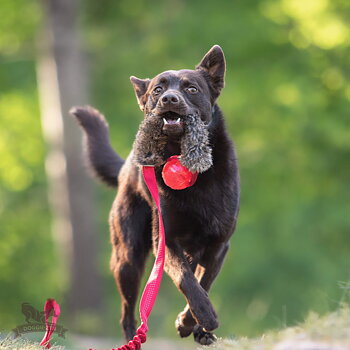 Bungee Rabbit Chaser Tug L with KONG Squeezz Ball