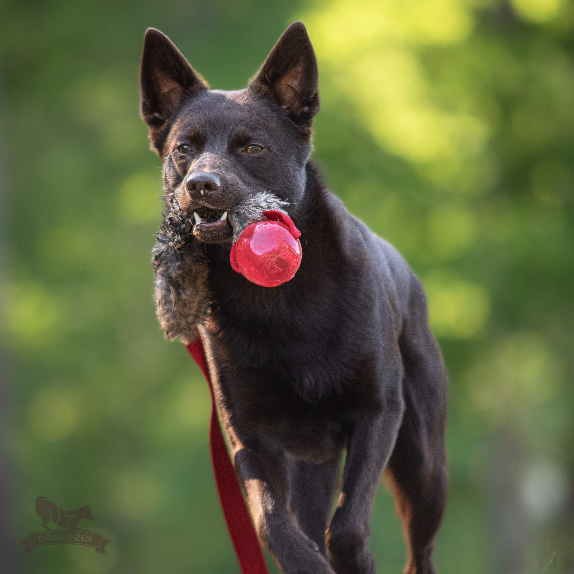 Bungee Rabbit Chaser Tug L with KONG Squeezz Ball - 4