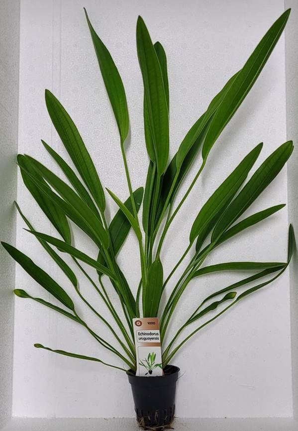 Eichinodorus Uruguayensis - 2