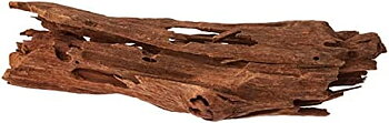 Mangrove 12 - 16 cm