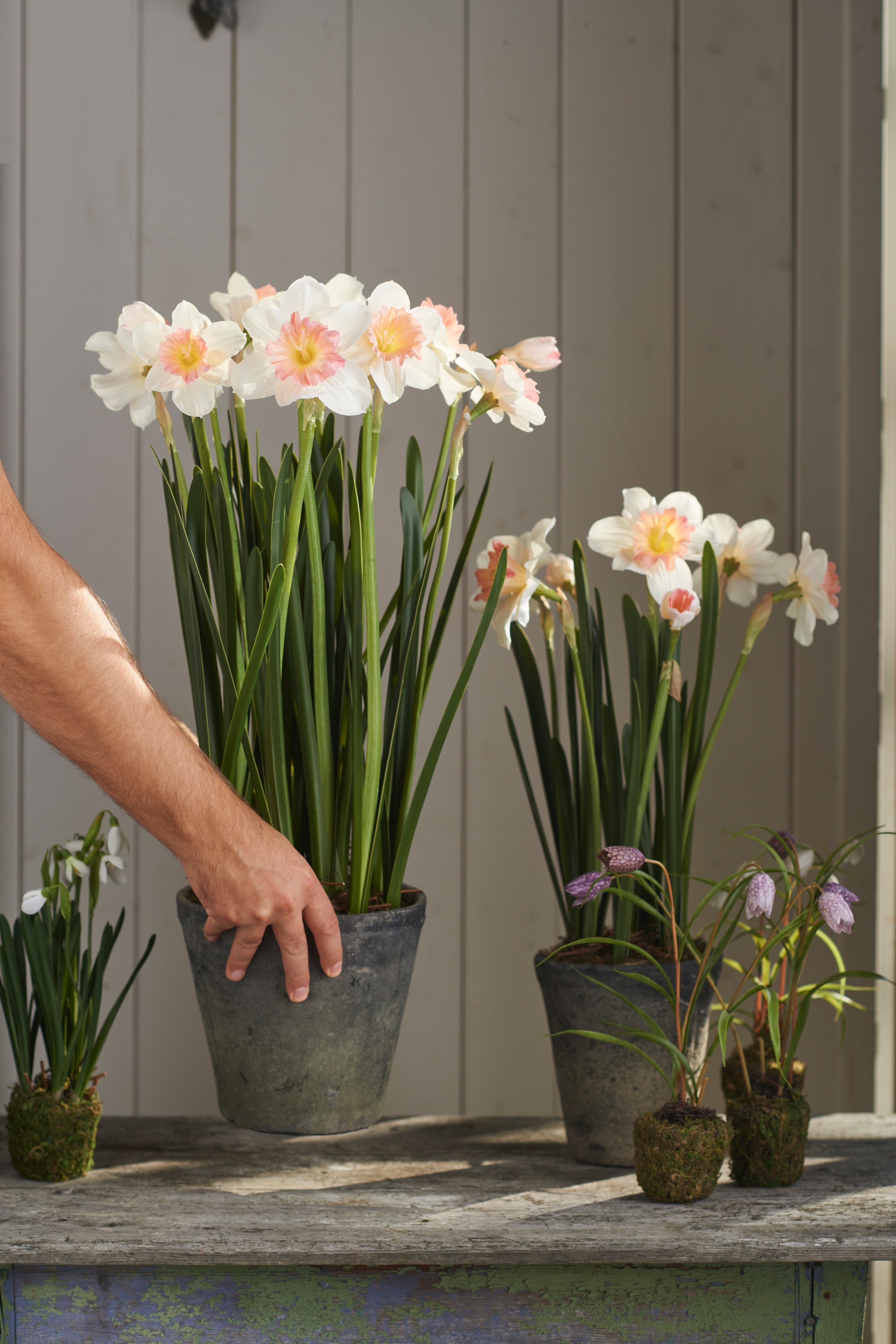 Narcissus in pot - 55 cm - 3