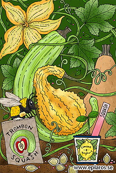 Vykort 10x15 cm Trombonsquash