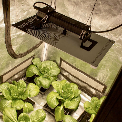 LUMii Black Blade 200W LED - 2