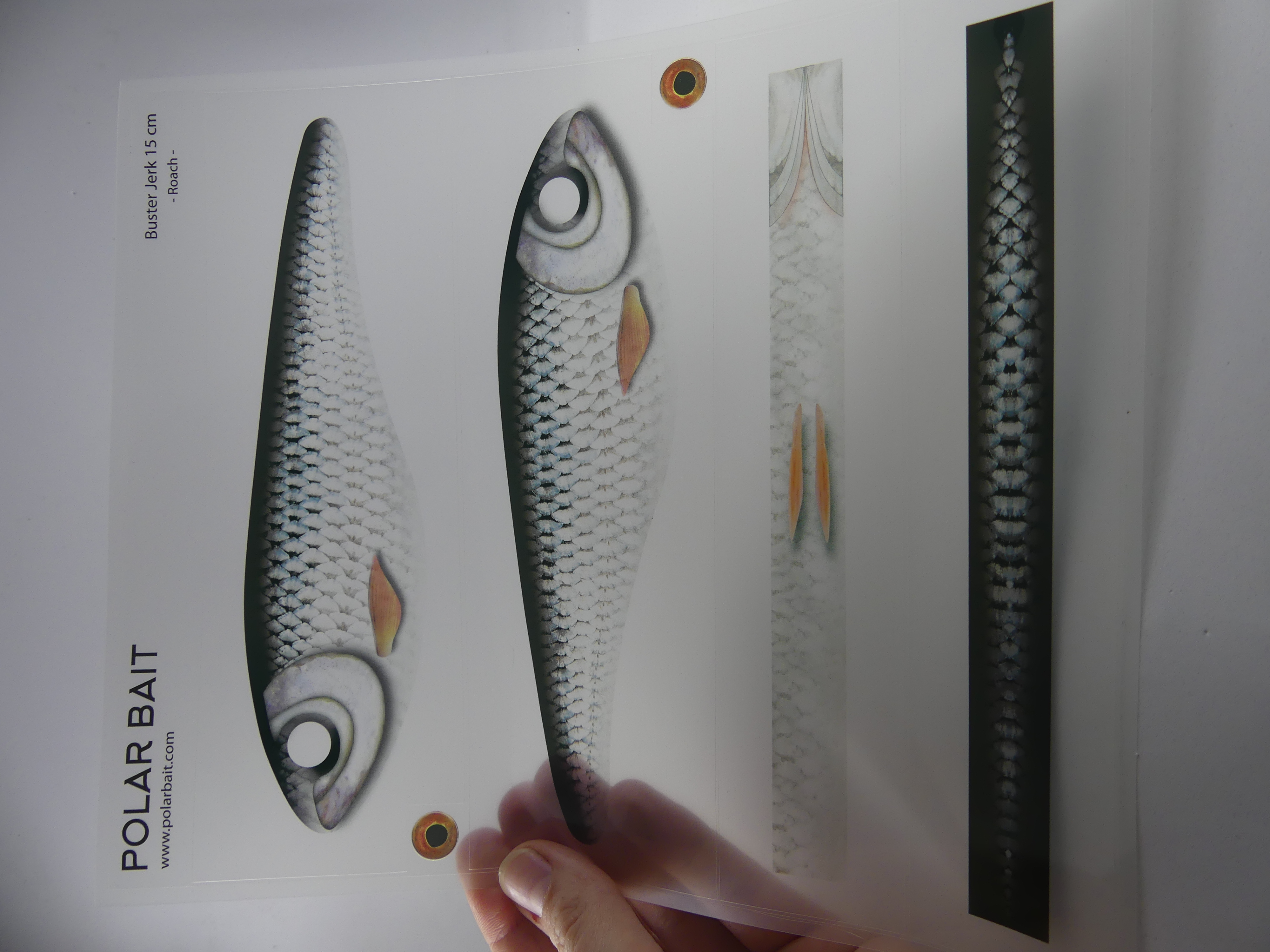 Transparent Jerkbait Sticker - Roach - 2