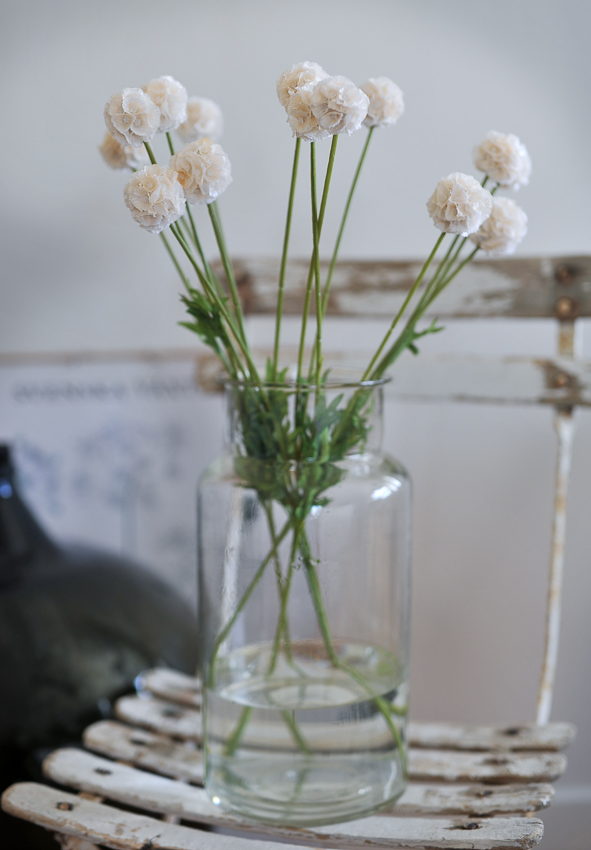 Scabiosa Stem Champagne 60 cm - 5