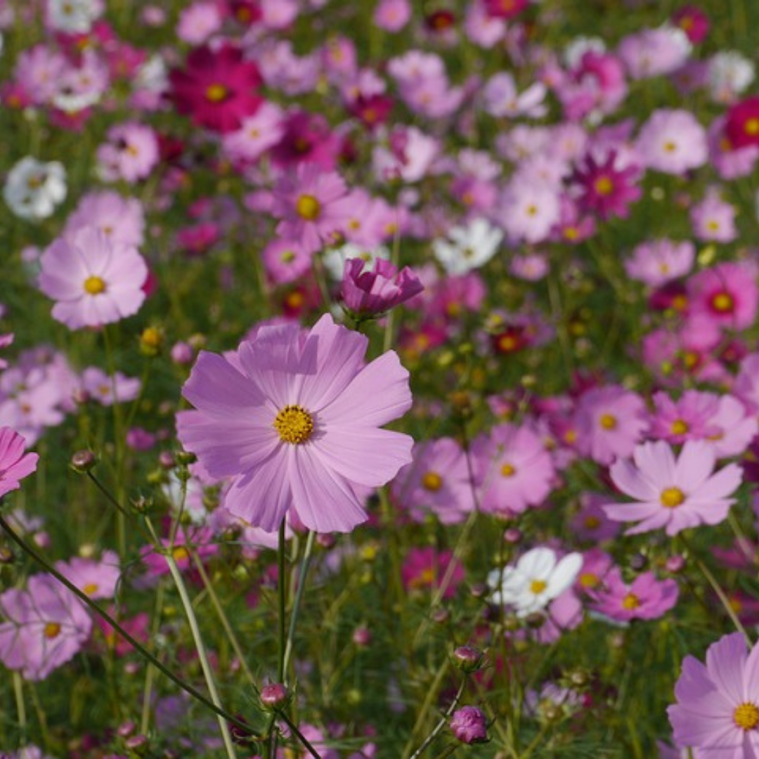 Rosenskära - Tetra Versailles Mix