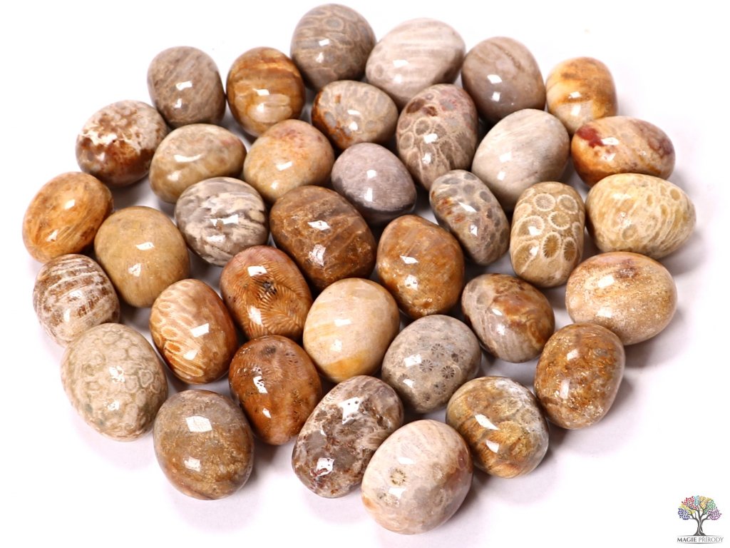 Trumlad Förstenad Korall (Cuddle Stone)