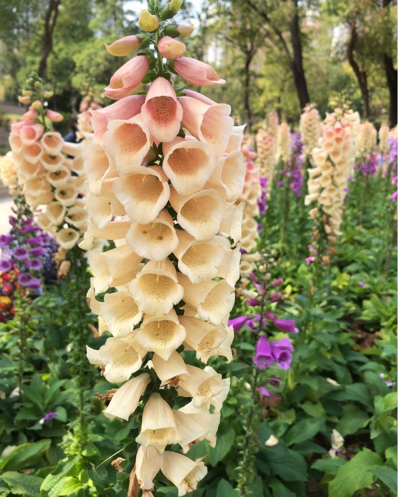 Fingerborgsblomma - Apricot Beauty
