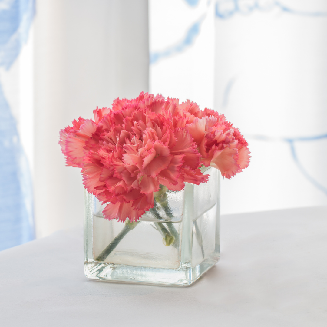 Trädgårdsnejlika - Chabaud Aurora