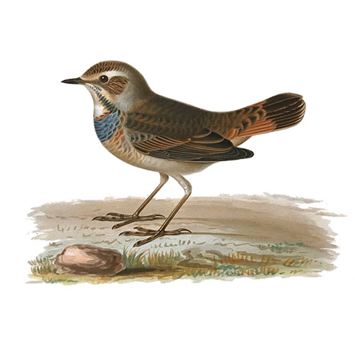 Bluethroat