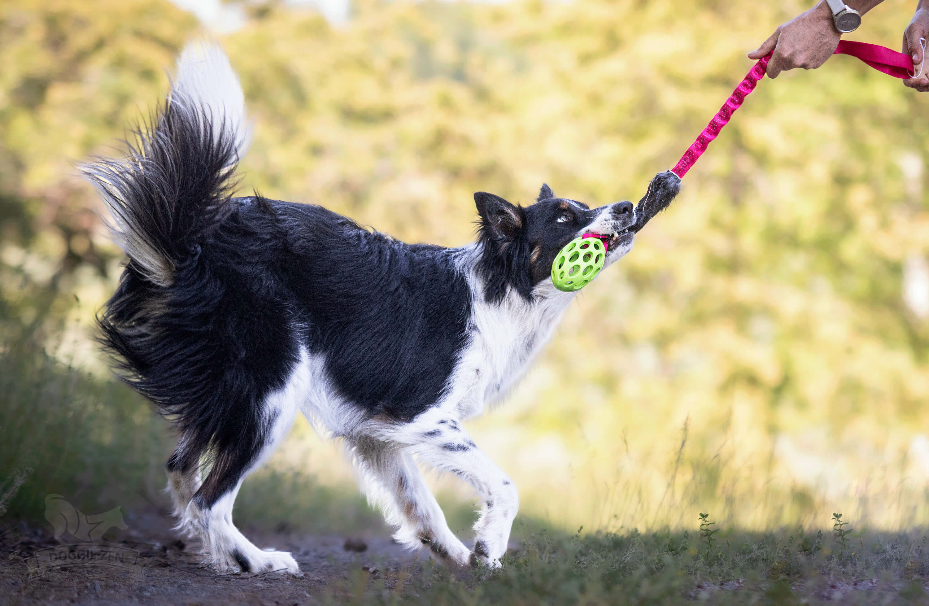 Bungee Rabbit Tug L with Hol-ee Football - 5