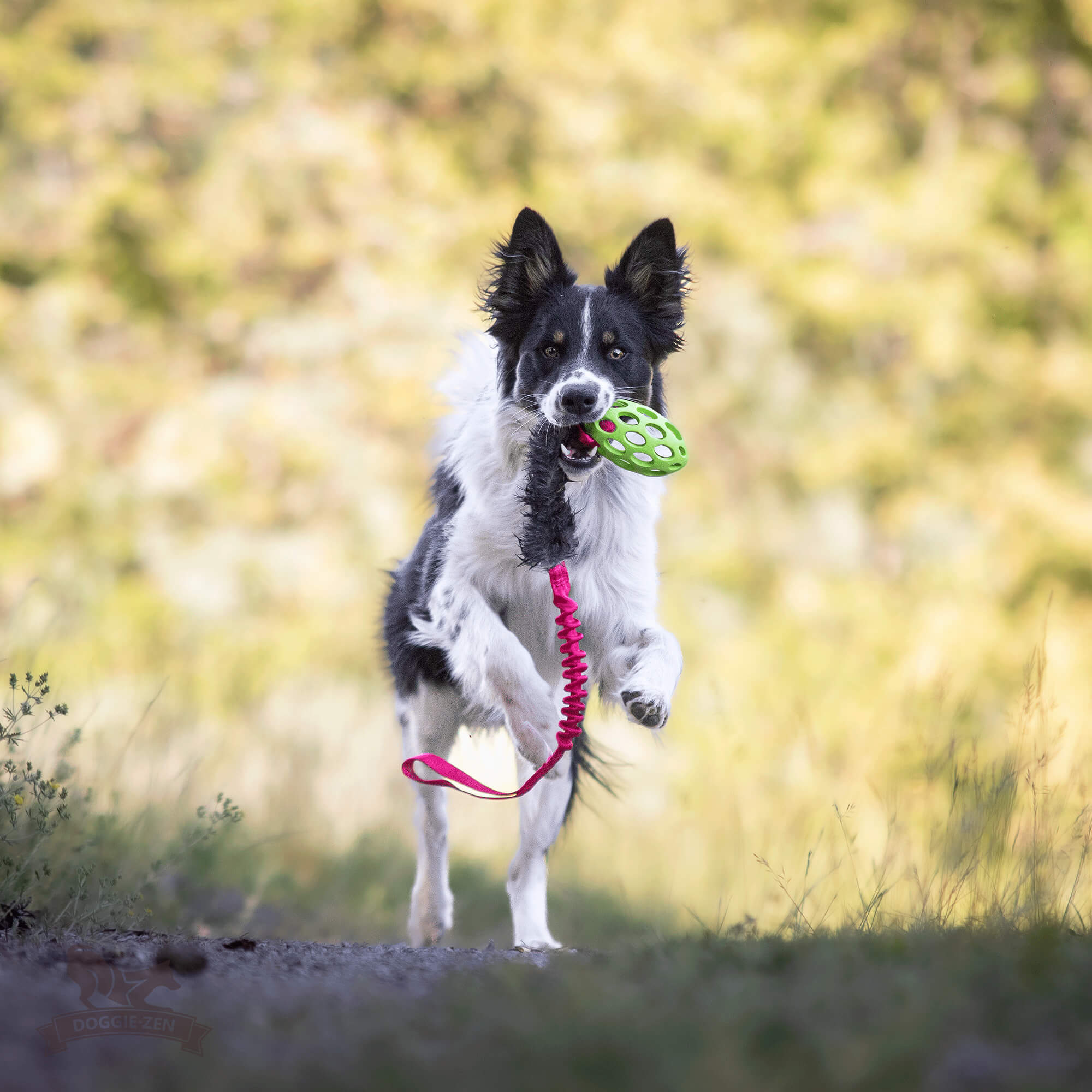 Bungee Rabbit Tug L with Hol-ee Football - 4