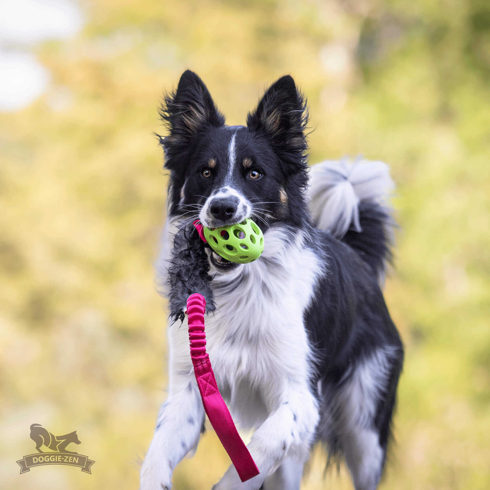 Bungee Rabbit Tug L with Hol-ee Football - 3