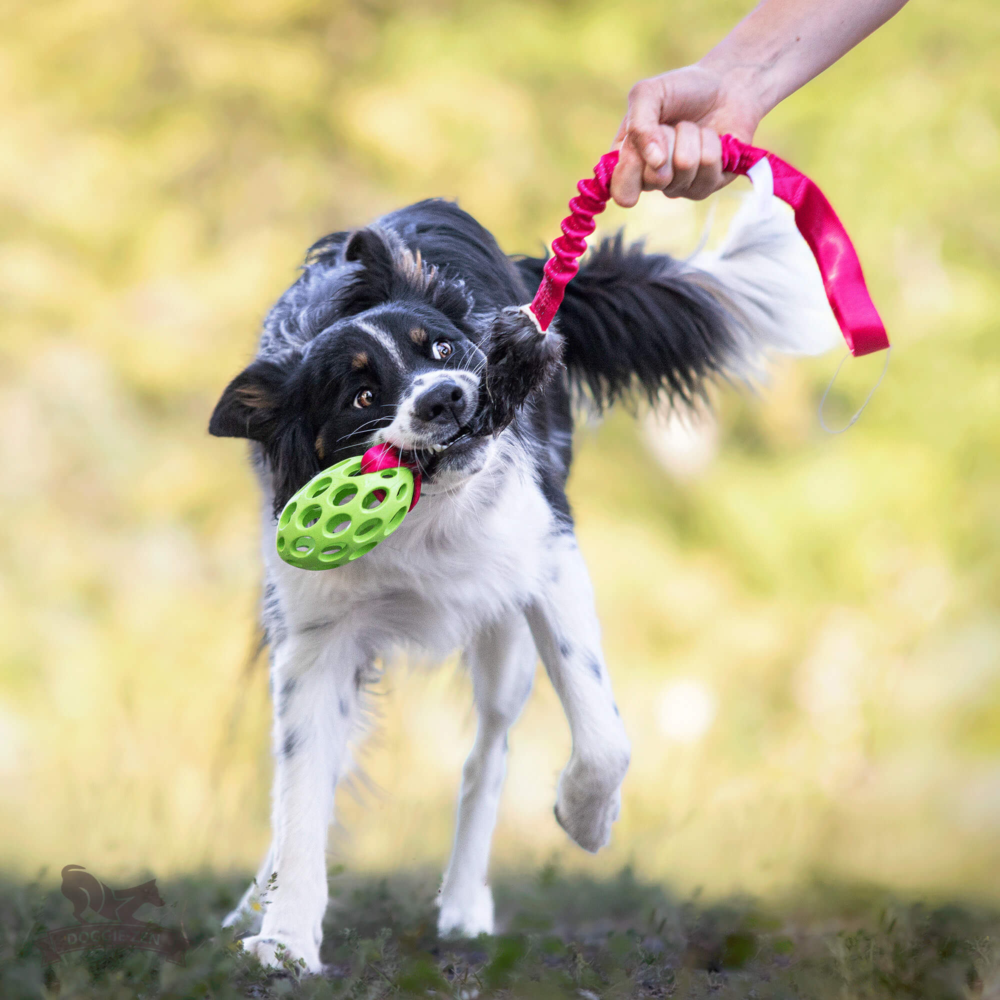 Bungee Rabbit Tug L with Hol-ee Football