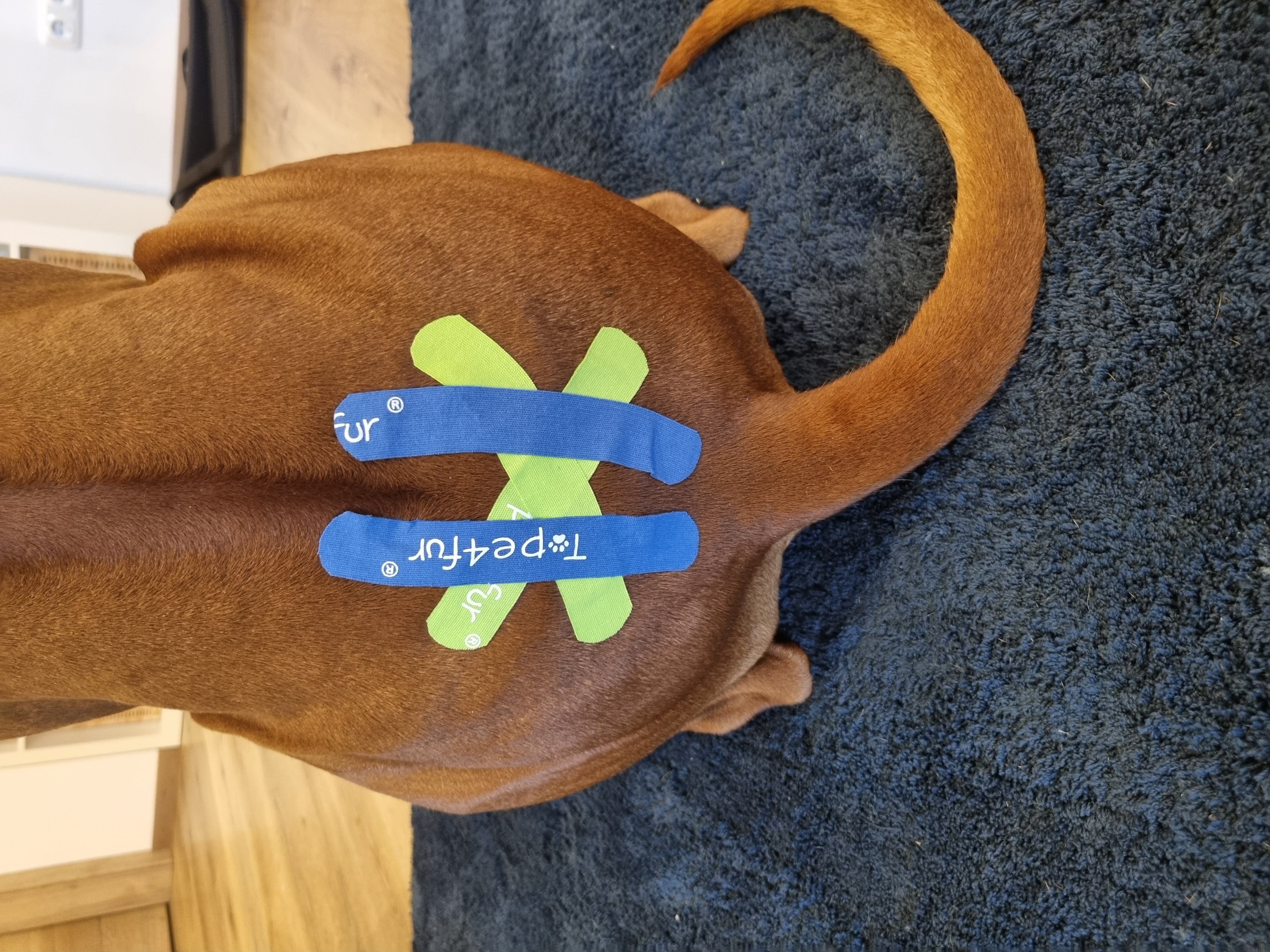Tape4Fur Kinesiology Tape S - 6