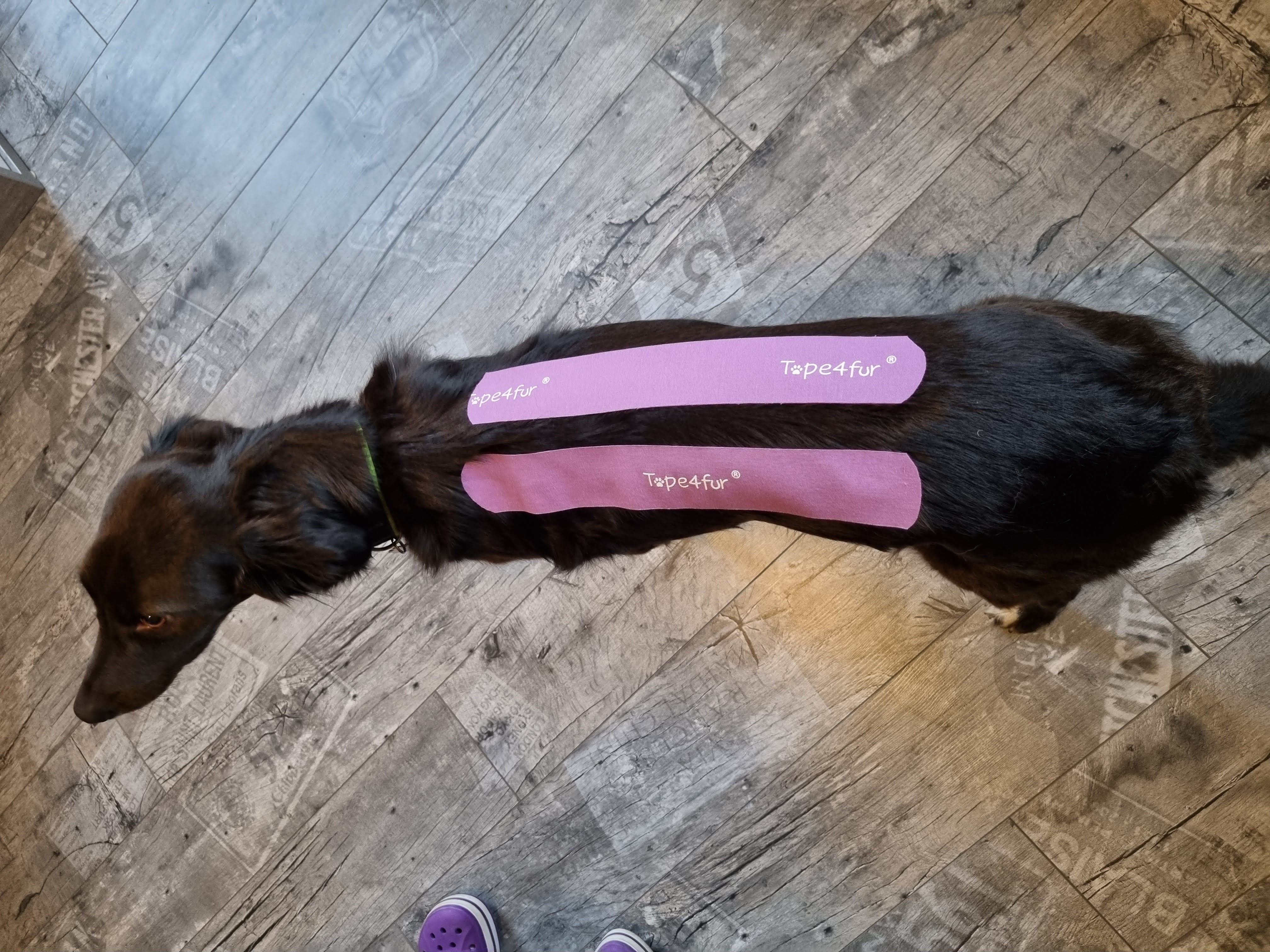 Tape4Fur Kinesiologitejp M - 5