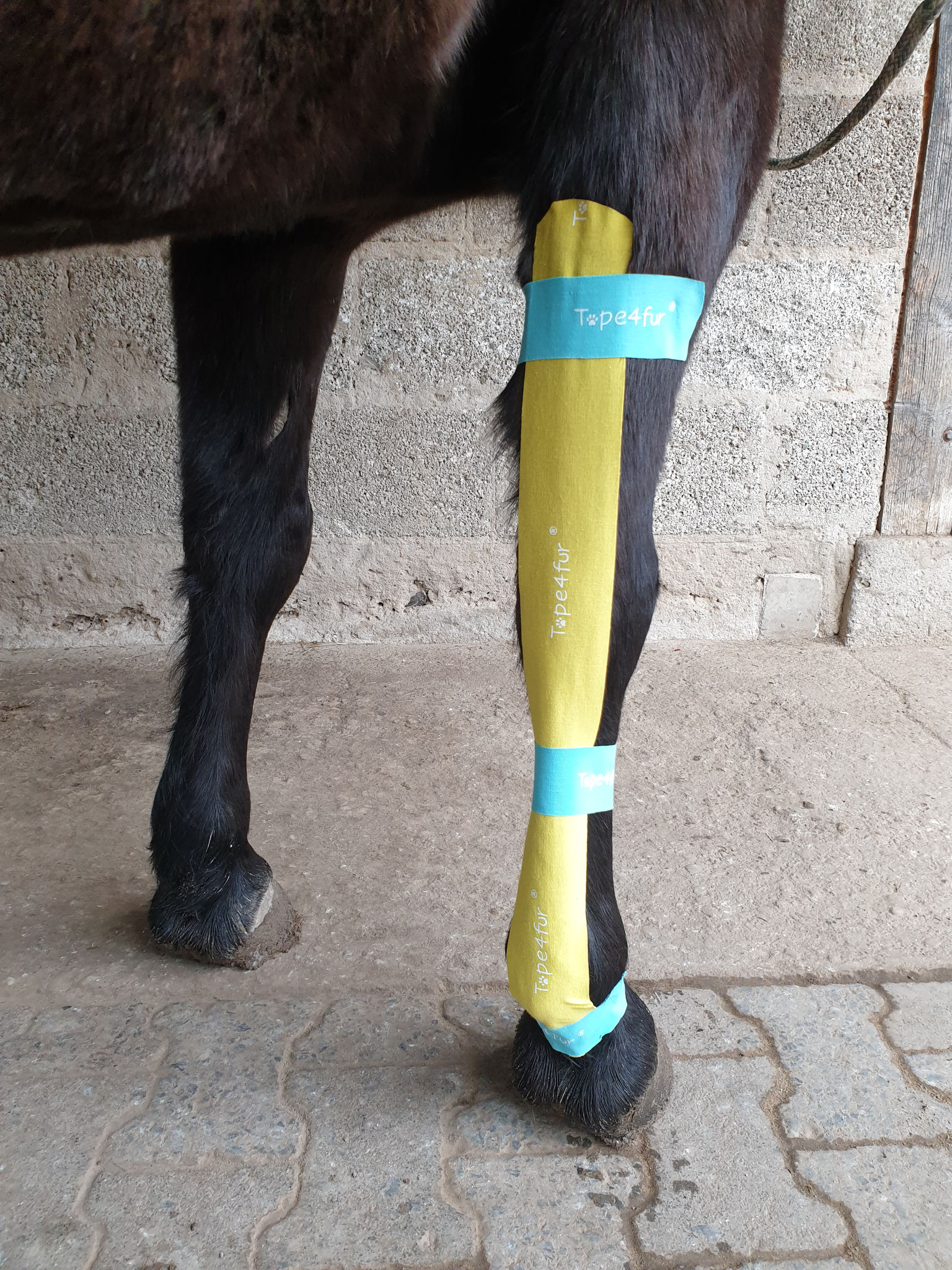 Tape4Fur Kinesiology Tape L - 5