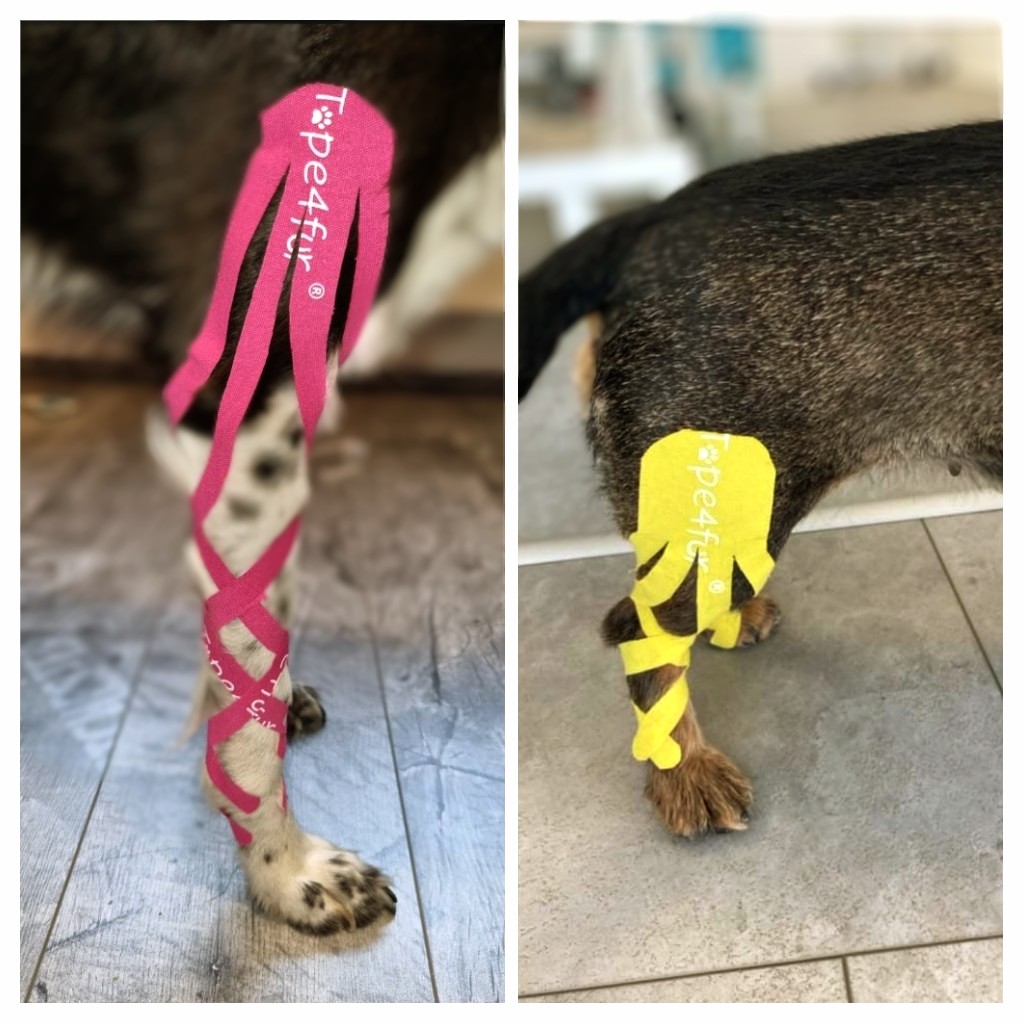 Tape4Fur Canine Kinesiology Taping Online Course DoggieZen