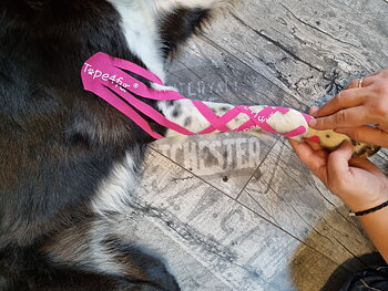 Tape4Fur Canine Kinesiology Taping Online Course