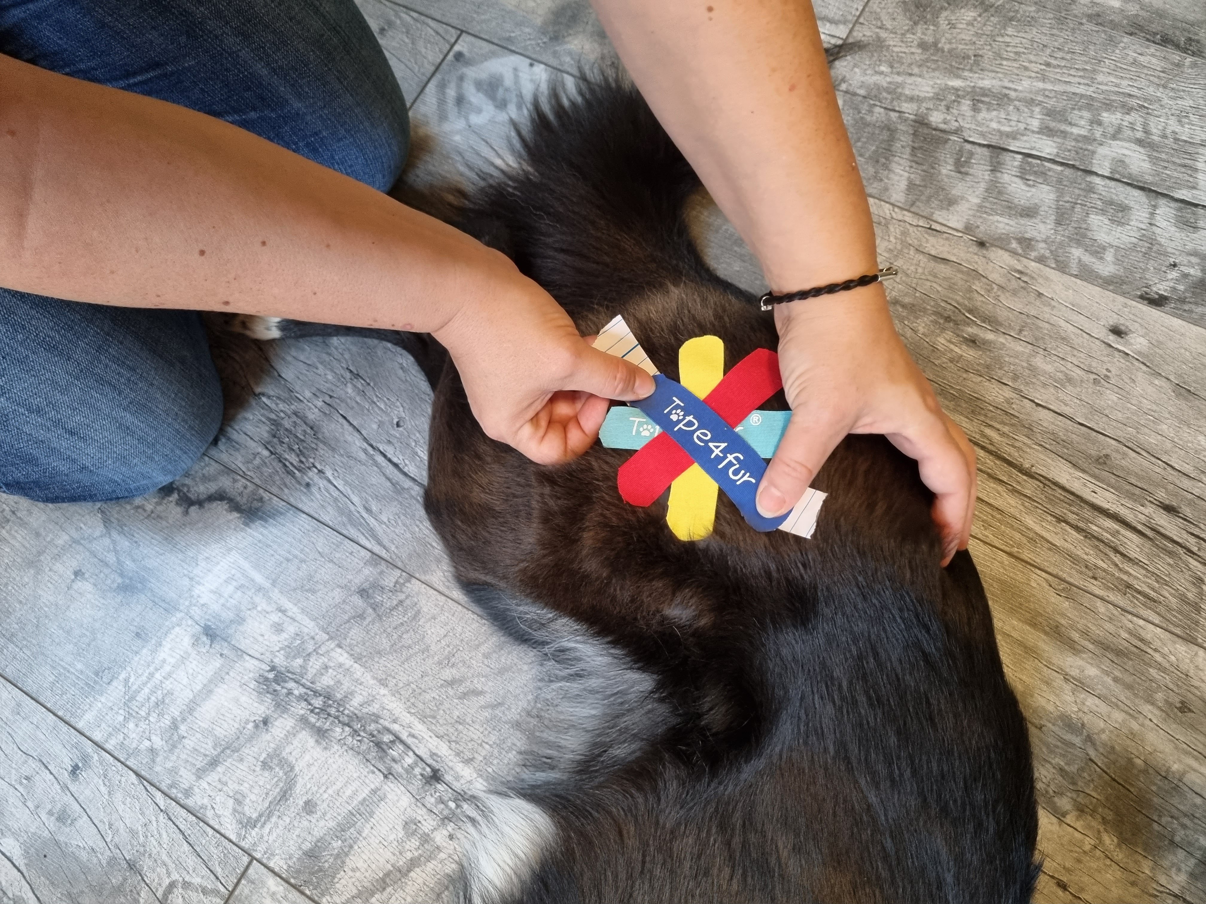 Tape4Fur Canine Kinesiology Taping Online Course