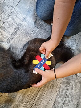 Tape4Fur Canine Kinesiology Taping Online Course