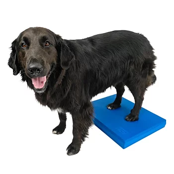 FitPAWS balance pad for dog