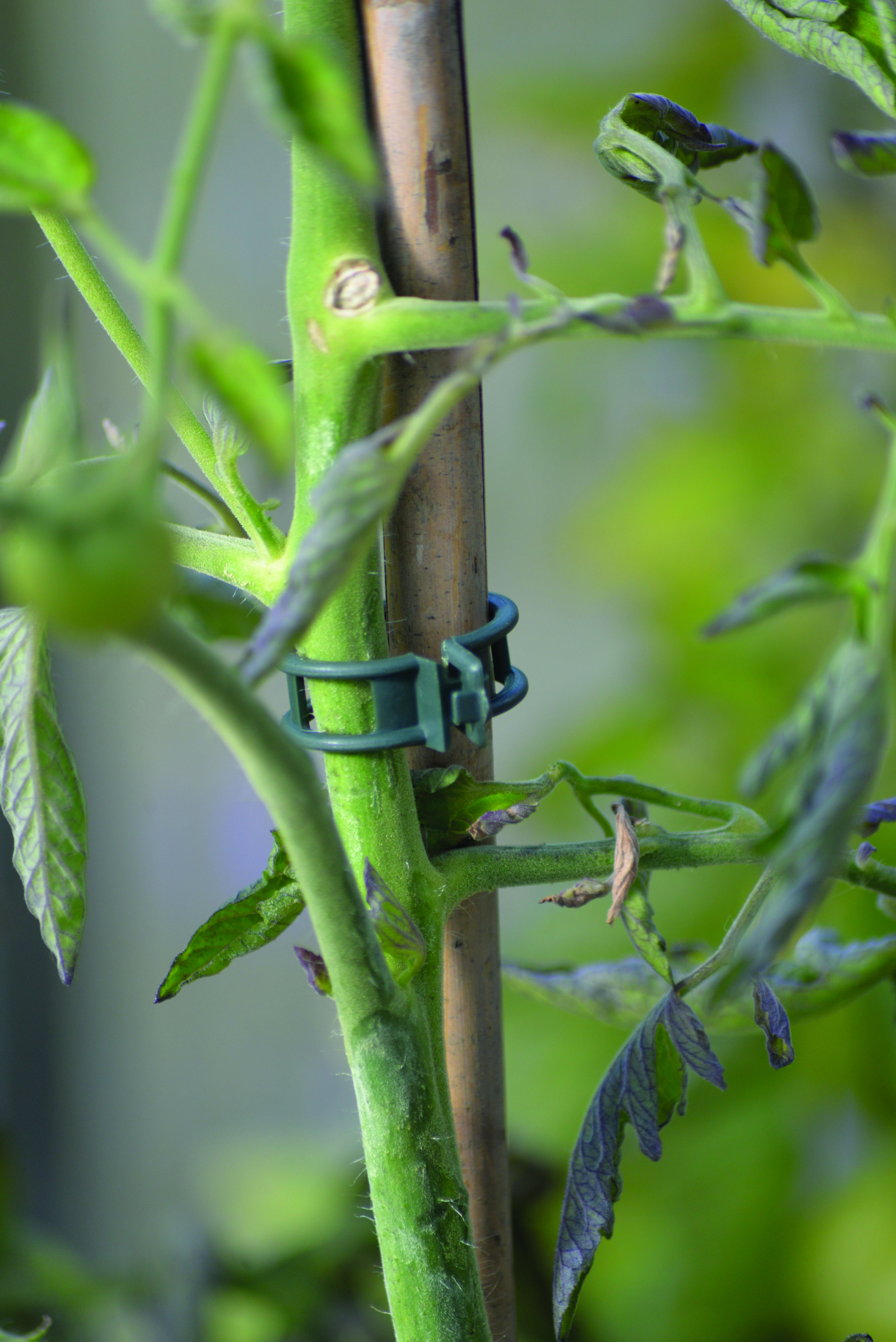 Plantclips Strong 12st - 3