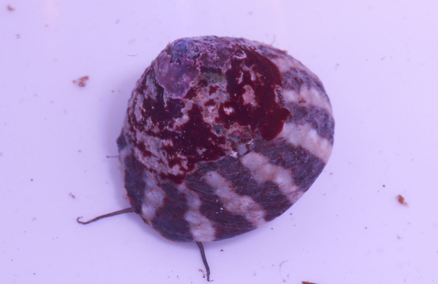 Trochus histrio