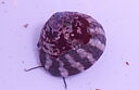 Trochus_histrio.jpg?max-width=128&max-height=128&quality=85