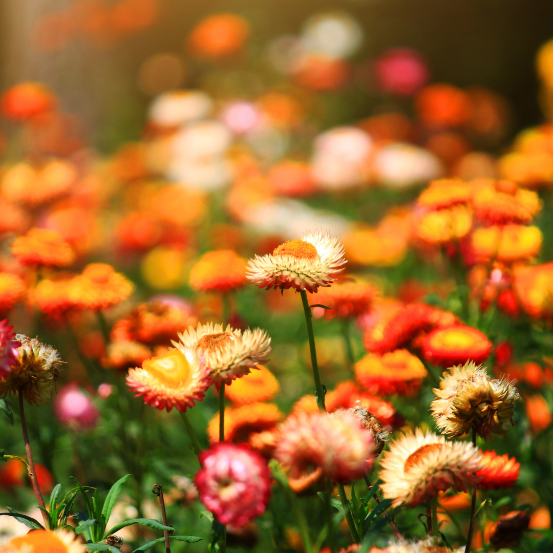 Eterneller - Giant Flower Mix