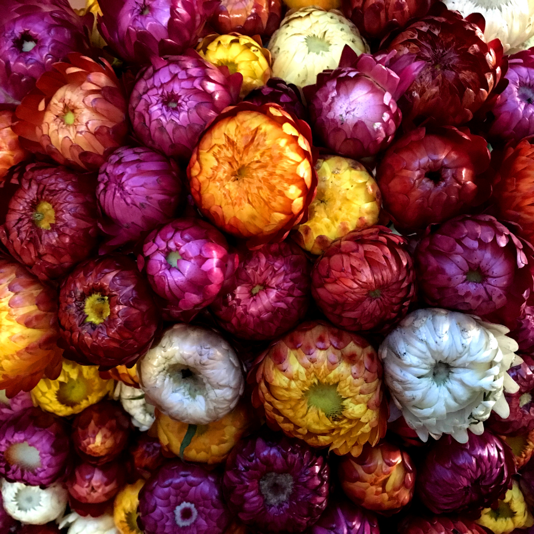 Roseneternell - Giant Flower Mix