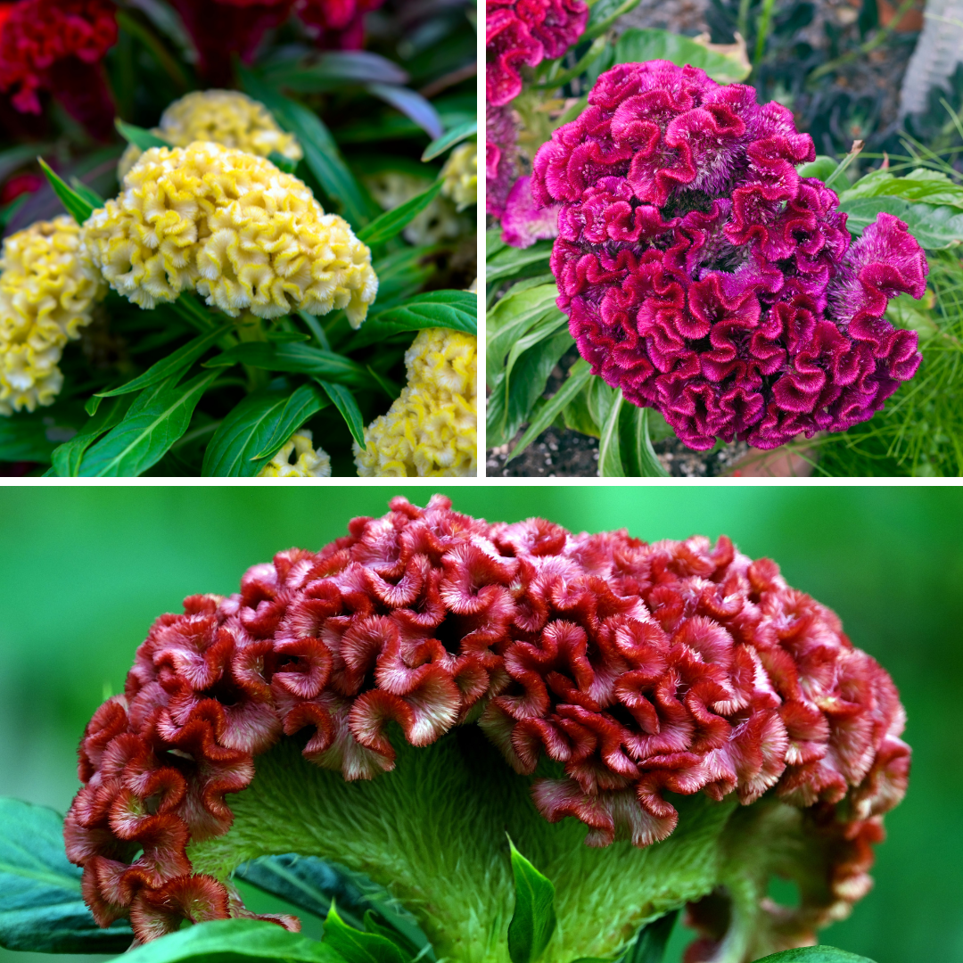 Plymört - Cristata Tall Mix