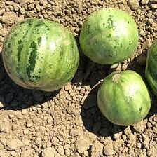 Carosello "Tonda Di Manduria"