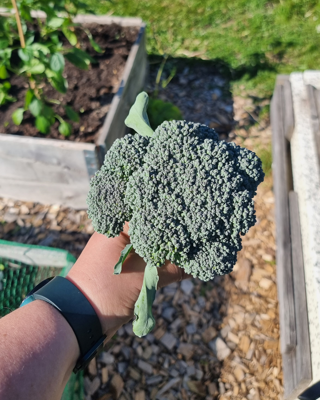 Broccoli - Sebastian