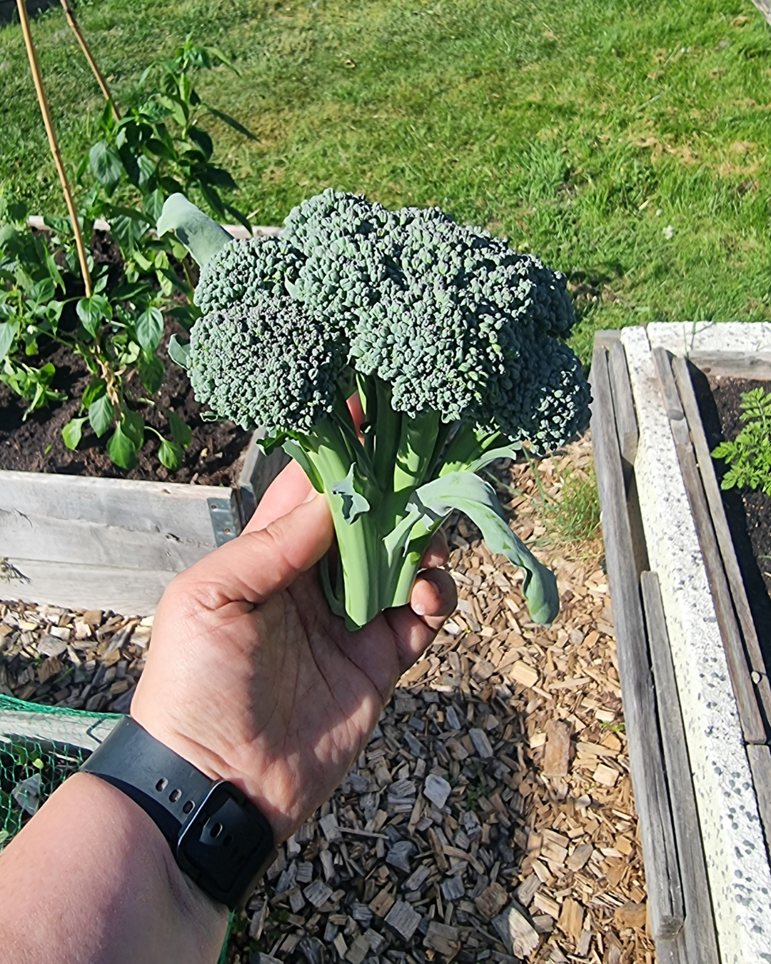 Broccoli - Sebastian - 3
