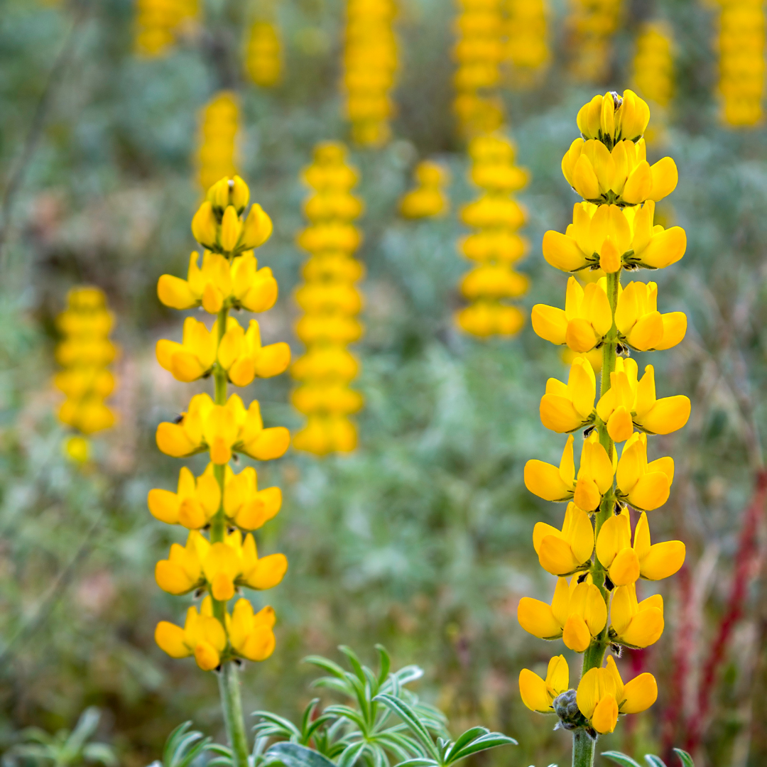 Gul-Lupin - Golden Yellow