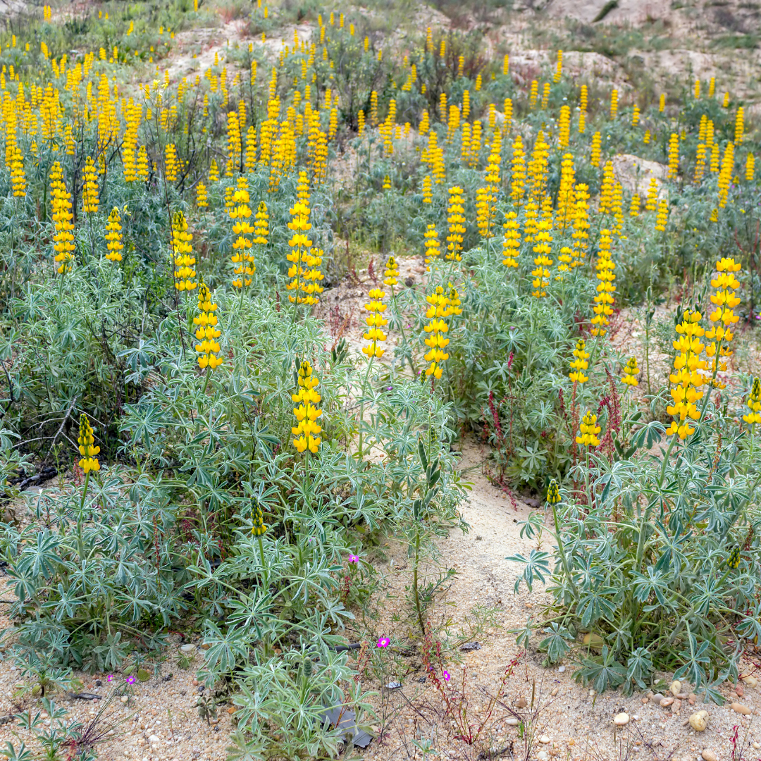 Gul-Lupin - Golden Yellow