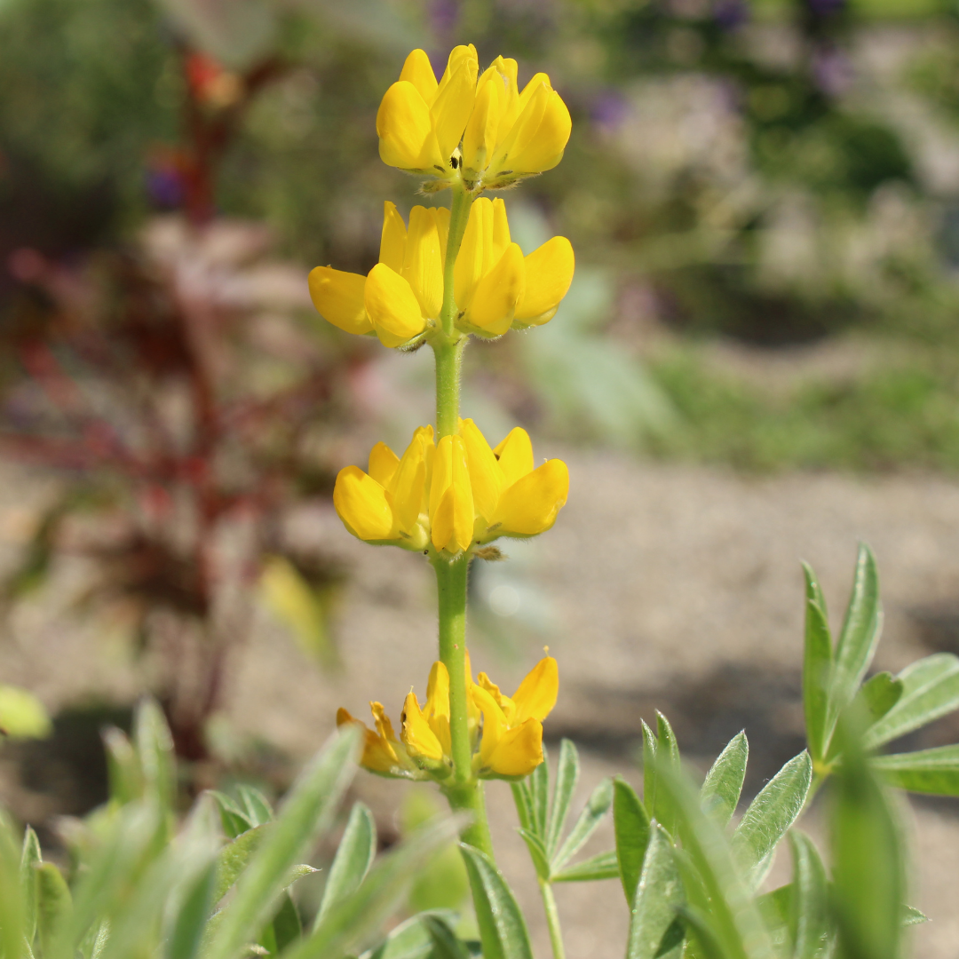 Gul-Lupin - Golden Yellow - 3