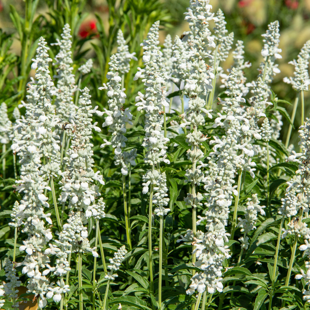 Daggsalvia - White Bedder